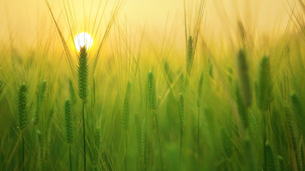 Wirtschaftsfaktor Landwirtschaft